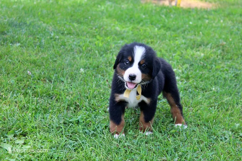 Beaumont – Bernese Mountain Dog puppy for sale in Pomona, MO