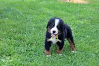 Beaumont, a male Bernese Mountain Dog for sale in Pomona, MO – 7 of 10