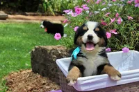 Frenzy, a female Bernese Mountain Dog for sale in Pomona, MO – 6 of 9
