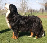 Newman, a male Bernese Mountain Dog for sale in Pomona, MO – 4 of 9
