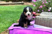 Rebel, a female Bernese Mountain Dog for sale in Pomona, MO – 7 of 9