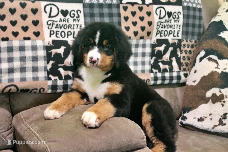 Cabernet – Bernese Mountain Dog puppy for sale in Pomona, MO