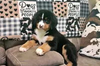 Cabernet, a female Bernese Mountain Dog for sale in Pomona, MO – 2 of 10