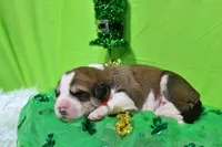 Jackson, a male Bernese Mountain Dog and Great Pyrenees for sale in Pomona, MO – Photo 4 of 7