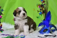 Jackson, a male Bernese Mountain Dog and Great Pyrenees for sale in Pomona, MO – Photo 5 of 10