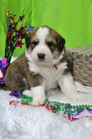 Jackson, a male Bernese Mountain Dog and Great Pyrenees for sale in Pomona, MO – Photo 2 of 10
