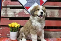 Jackson, a male Bernese Mountain Dog and Great Pyrenees for sale in Pomona, MO – Photo 1 of 10