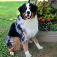 Jackson, a male Bernese Mountain Dog and Great Pyrenees for sale in Pomona, MO – Photo 9 of 10