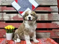 Jackson, a male Bernese Mountain Dog and Great Pyrenees for sale in Pomona, MO – Photo 2 of 10