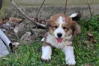 Jackson, a male Bernese Mountain Dog and Great Pyrenees for sale in Pomona, MO – Photo 5 of 10