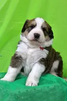 Jackson, a male Bernese Mountain Dog and Great Pyrenees for sale in Pomona, MO – Photo 1 of 10