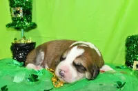 Jackson, a male Bernese Mountain Dog and Great Pyrenees for sale in Pomona, MO – Photo 3 of 7