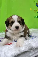 Jackson, a male Bernese Mountain Dog and Great Pyrenees for sale in Pomona, MO – Photo 3 of 10