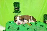 Jackson, a male Bernese Mountain Dog and Great Pyrenees for sale in Pomona, MO – Photo 5 of 7