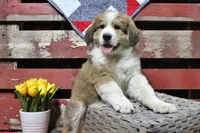 Jackson, a male Bernese Mountain Dog and Great Pyrenees for sale in Pomona, MO – Photo 3 of 10