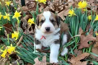 Jackson, a male Bernese Mountain Dog and Great Pyrenees for sale in Pomona, MO – Photo 6 of 10