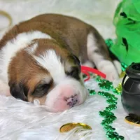 Jackson, a male Bernese Mountain Dog and Great Pyrenees for sale in Pomona, MO – Photo 7 of 10