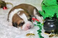 Jackson, a male Bernese Mountain Dog and Great Pyrenees for sale in Pomona, MO – Photo 1 of 7