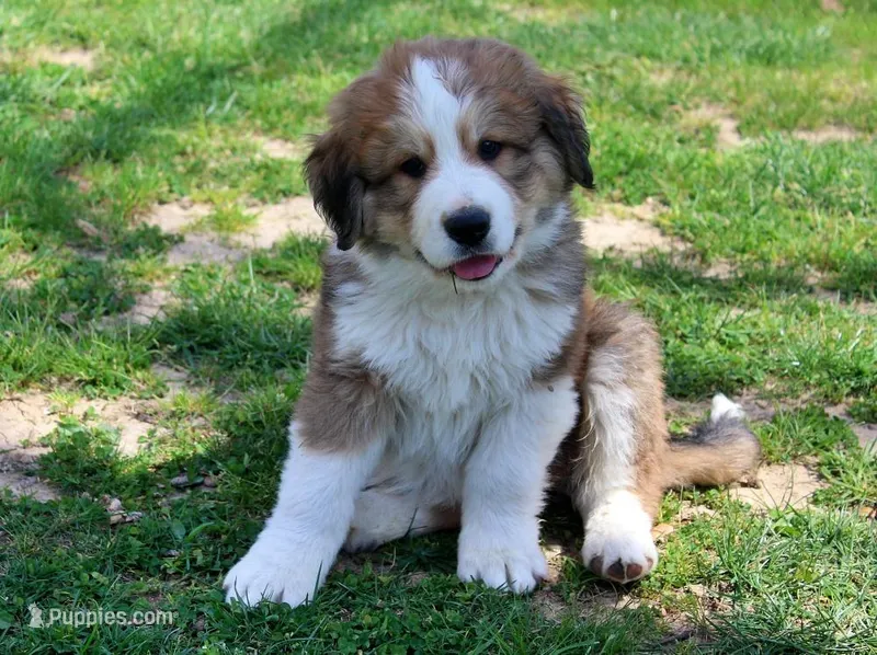 Jackson – Bernese Mountain Dog, Great Pyrenees puppy for sale in Pomona, MO
