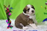 Jackson, a male Bernese Mountain Dog and Great Pyrenees for sale in Pomona, MO – Photo 4 of 10