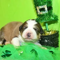 Jackson, a male Bernese Mountain Dog and Great Pyrenees for sale in Pomona, MO – Photo 8 of 10