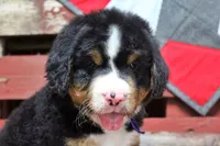 Cabernet, a female Bernese Mountain Dog for sale in Pomona, MO – 6 of 10