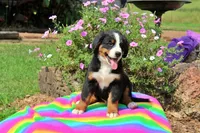 Beaumont, a male Bernese Mountain Dog for sale in Pomona, MO – 2 of 10