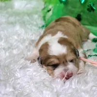 Mckinley, a female Bernese Mountain Dog and Great Pyrenees for sale in Pomona, MO – Photo 8 of 10