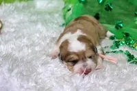 Mckinley, a female Bernese Mountain Dog and Great Pyrenees for sale in Pomona, MO – Photo 2 of 7