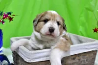 Mckinley, a female Bernese Mountain Dog and Great Pyrenees for sale in Pomona, MO – Photo 3 of 10