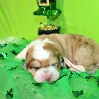 Mckinley, a female Bernese Mountain Dog and Great Pyrenees for sale in Pomona, MO – Photo 7 of 10