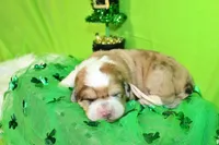 Mckinley, a female Bernese Mountain Dog and Great Pyrenees for sale in Pomona, MO – Photo 1 of 7