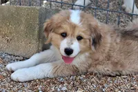 Mckinley, a female Bernese Mountain Dog and Great Pyrenees for sale in Pomona, MO – Photo 6 of 10
