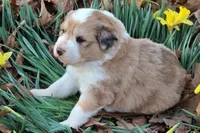 Mckinley, a female Bernese Mountain Dog and Great Pyrenees for sale in Pomona, MO – Photo 6 of 10