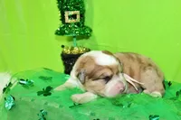 Mckinley, a female Bernese Mountain Dog and Great Pyrenees for sale in Pomona, MO – Photo 3 of 7