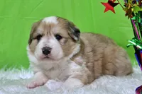 Mckinley, a female Bernese Mountain Dog and Great Pyrenees for sale in Pomona, MO – Photo 1 of 10