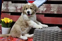 Mckinley, a female Bernese Mountain Dog and Great Pyrenees for sale in Pomona, MO – Photo 2 of 10