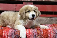 Mckinley, a female Bernese Mountain Dog and Great Pyrenees for sale in Pomona, MO – Photo 3 of 10