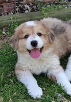 Mckinley, a female Bernese Mountain Dog and Great Pyrenees for sale in Pomona, MO – Photo 5 of 10