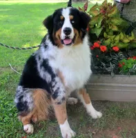 Mckinley, a female Bernese Mountain Dog and Great Pyrenees for sale in Pomona, MO – Photo 6 of 7
