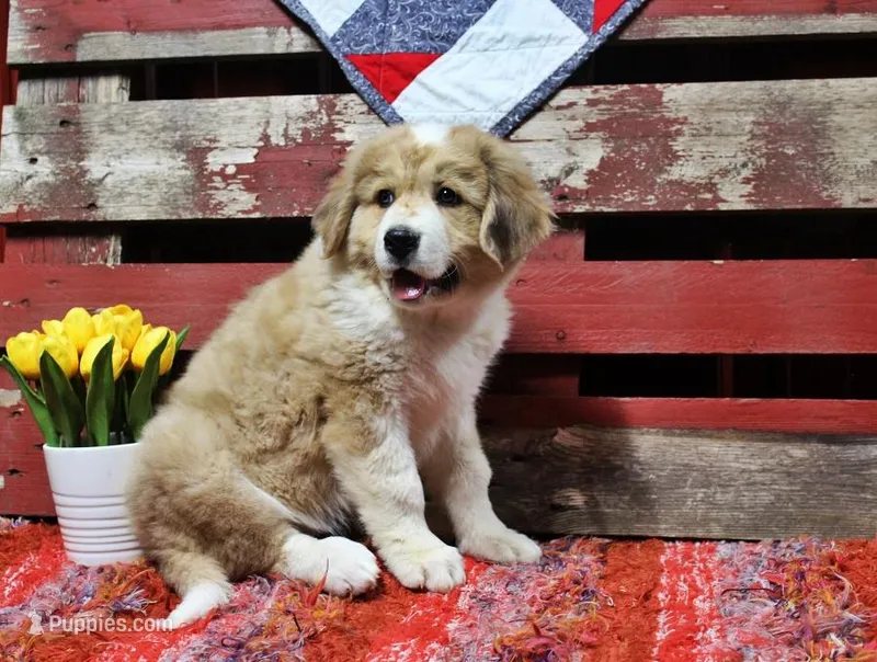 Mckinley – Bernese Mountain Dog, Great Pyrenees puppy for sale in Pomona, MO