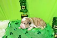 Mckinley, a female Bernese Mountain Dog and Great Pyrenees for sale in Pomona, MO – Photo 4 of 7