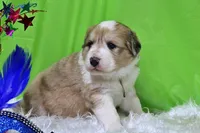 Mckinley, a female Bernese Mountain Dog and Great Pyrenees for sale in Pomona, MO – Photo 4 of 10