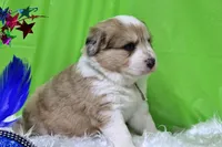 Mckinley, a female Bernese Mountain Dog and Great Pyrenees for sale in Pomona, MO – Photo 5 of 10