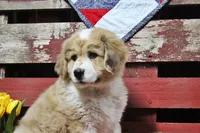 Mckinley, a female Bernese Mountain Dog and Great Pyrenees for sale in Pomona, MO – Photo 4 of 10
