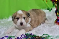 Mckinley, a female Bernese Mountain Dog and Great Pyrenees for sale in Pomona, MO – Photo 2 of 10