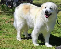 Mckinley, a female Bernese Mountain Dog and Great Pyrenees for sale in Pomona, MO – Photo 7 of 7