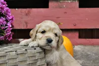 Pike , a male Golden Cocker Retriever and Miniature Golden Retriever for sale in Pomona, MO – 6 of 8