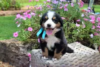 Frenzy, a female Bernese Mountain Dog for sale in Pomona, MO – 1 of 9