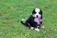 Vixen, a female Bernese Mountain Dog for sale in Pomona, MO – 7 of 7